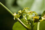 Angularfruit milkvine